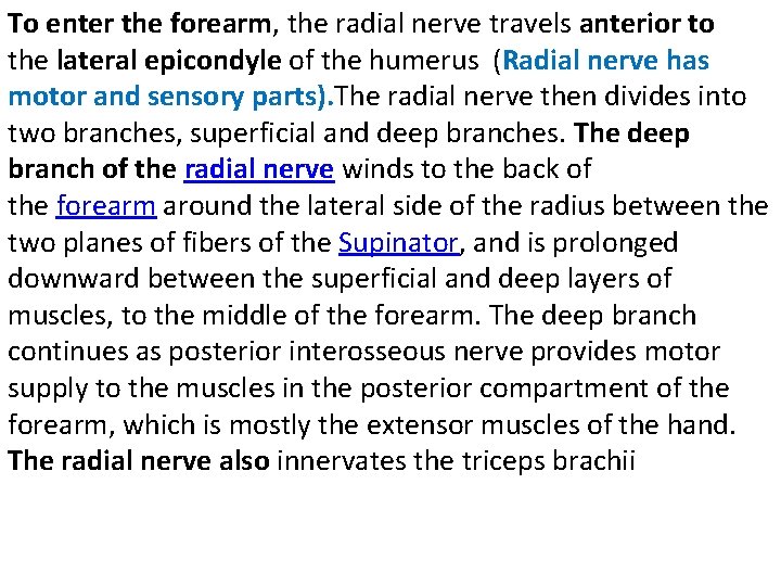 To enter the forearm, the radial nerve travels anterior to the lateral epicondyle of