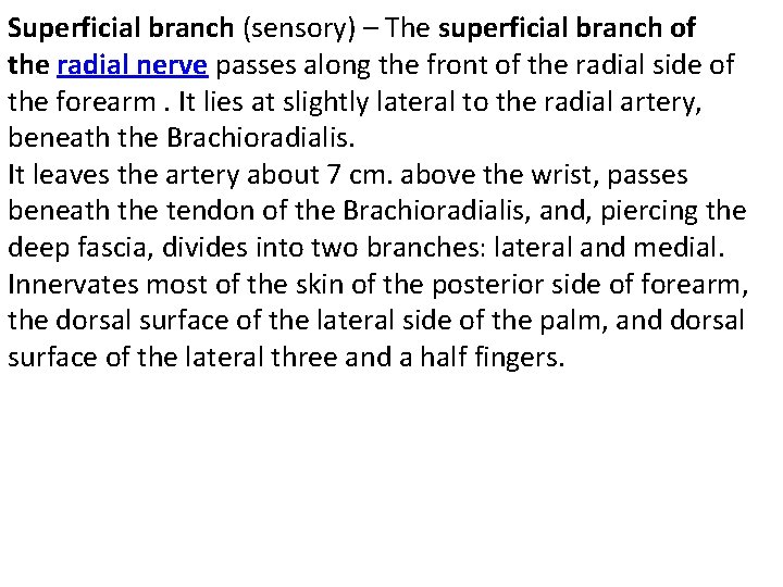 Superficial branch (sensory) – The superficial branch of the radial nerve passes along the