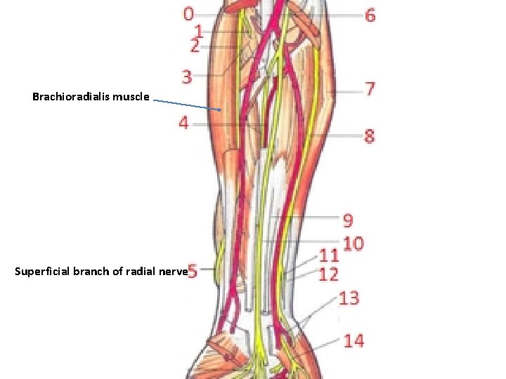 Brachioradialis muscle Superficial branch of radial nerve 