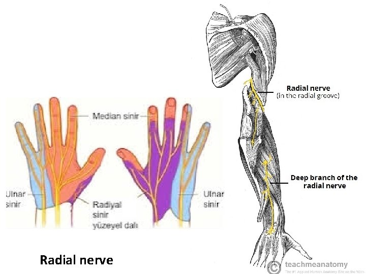 Radial nerve 