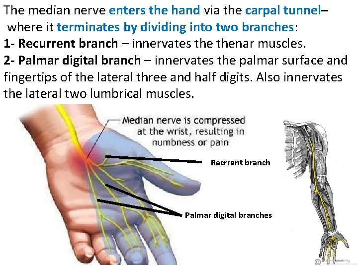 The median nerve enters the hand via the carpal tunnel– where it terminates by