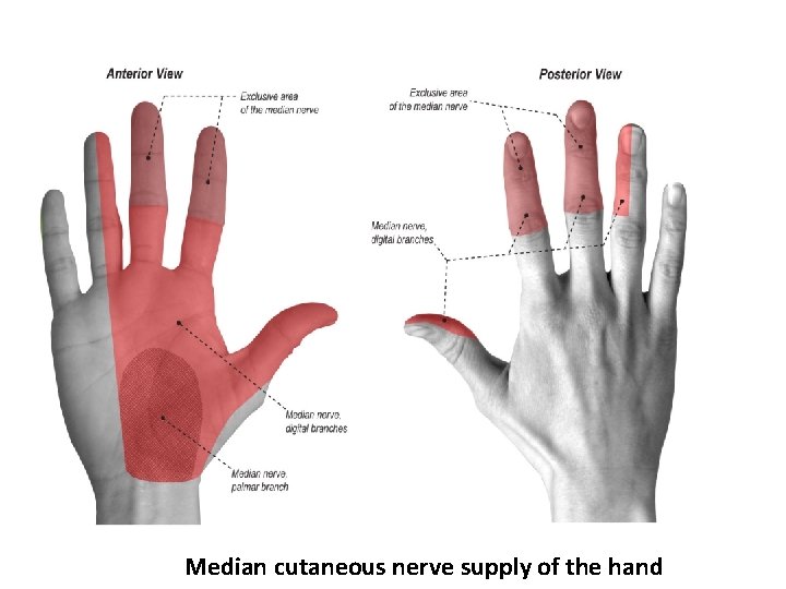 Median cutaneous nerve supply of the hand 