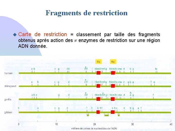 Fragments de restriction u Carte de restriction = classement par taille des fragments obtenus