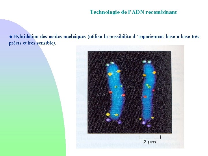 Technologie de l’ADN recombinant u Hybridation des acides nucléiques (utilise la possibilité d ’appariement