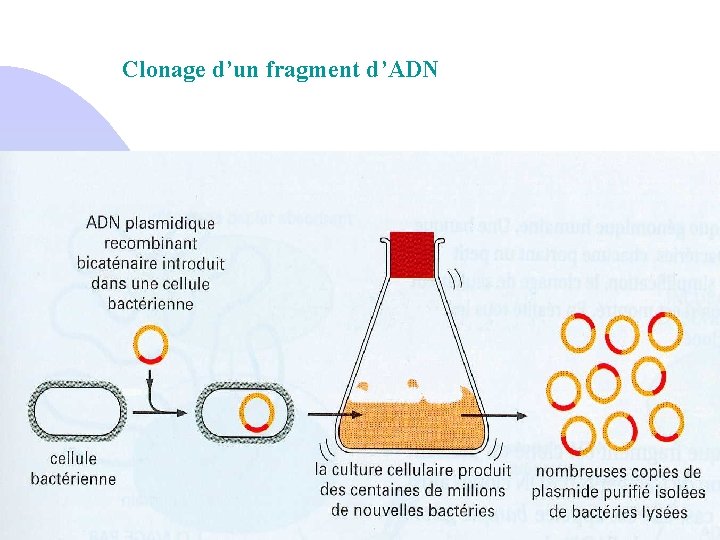 Clonage d’un fragment d’ADN 