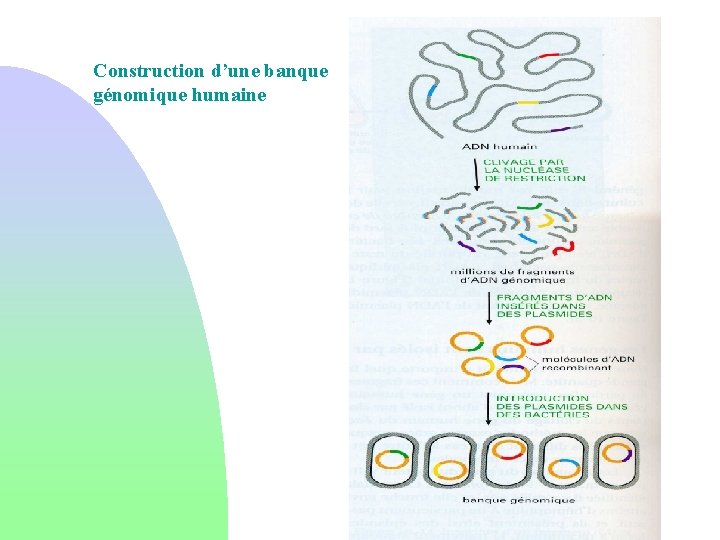 Construction d’une banque génomique humaine 