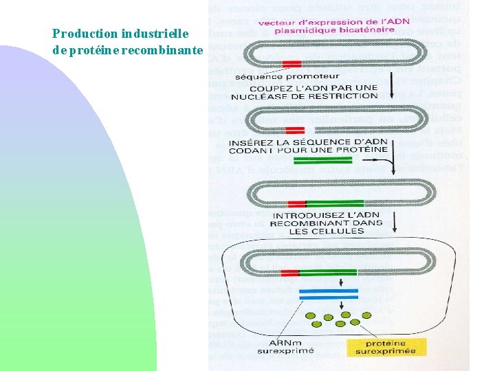 Production industrielle de protéine recombinante 