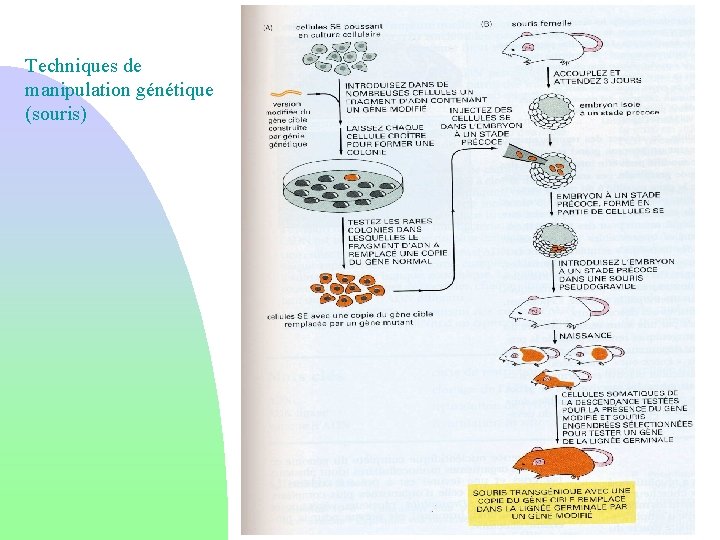 Techniques de manipulation génétique (souris) 