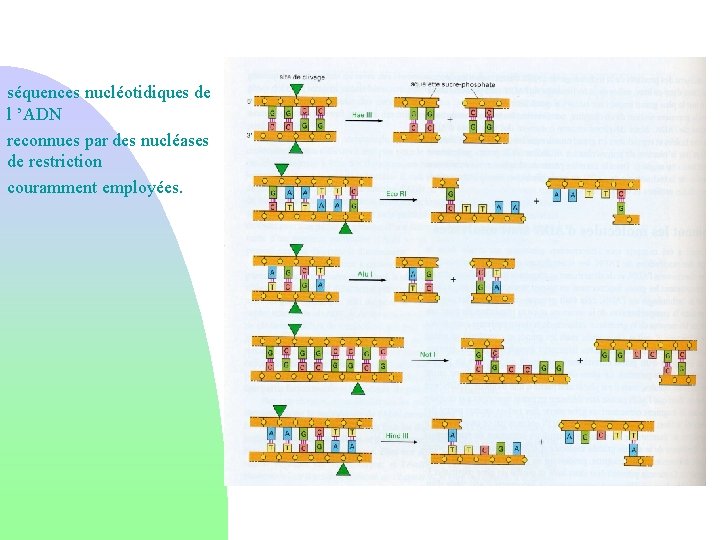 séquences nucléotidiques de l ’ADN reconnues par des nucléases de restriction couramment employées. 