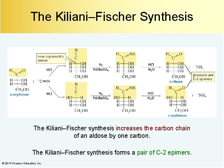 The Kiliani–Fischer Synthesis The Kiliani–Fischer synthesis increases the carbon chain of an aldose by