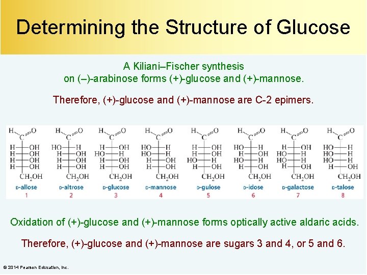 Determining the Structure of Glucose A Kiliani–Fischer synthesis on (–)-arabinose forms (+)-glucose and (+)-mannose.
