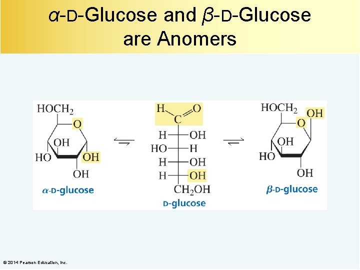 α-D-Glucose and β-D-Glucose are Anomers © 2014 Pearson Education, Inc. 