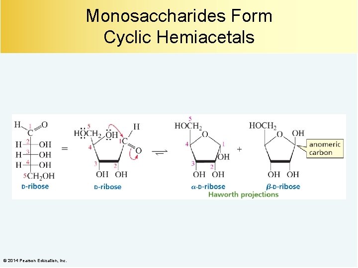 Monosaccharides Form Cyclic Hemiacetals © 2014 Pearson Education, Inc. 