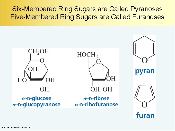Six-Membered Ring Sugars are Called Pyranoses Five-Membered Ring Sugars are Called Furanoses © 2014