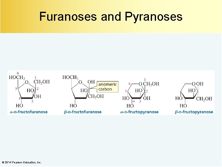 Furanoses and Pyranoses © 2014 Pearson Education, Inc. 