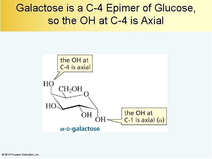 Galactose is a C-4 Epimer of Glucose, so the OH at C-4 is Axial