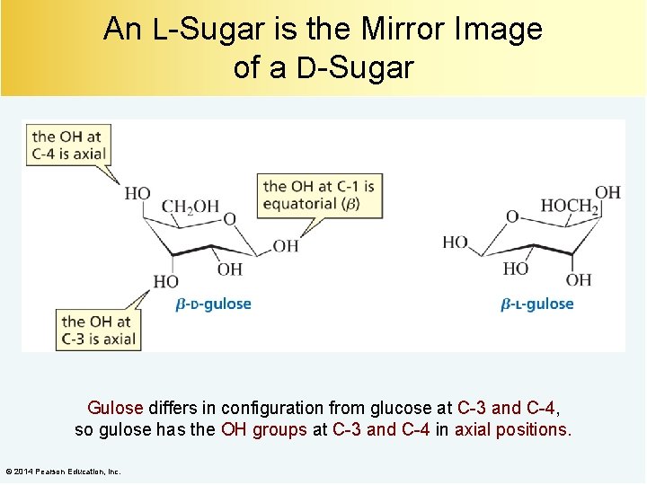 An L-Sugar is the Mirror Image of a D-Sugar Gulose differs in configuration from