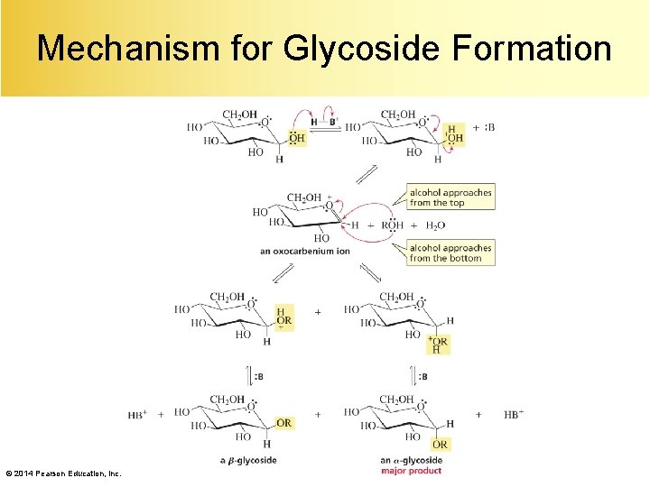 Mechanism for Glycoside Formation © 2014 Pearson Education, Inc. 