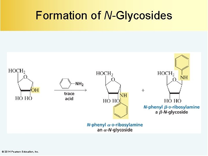 Formation of N-Glycosides © 2014 Pearson Education, Inc. 