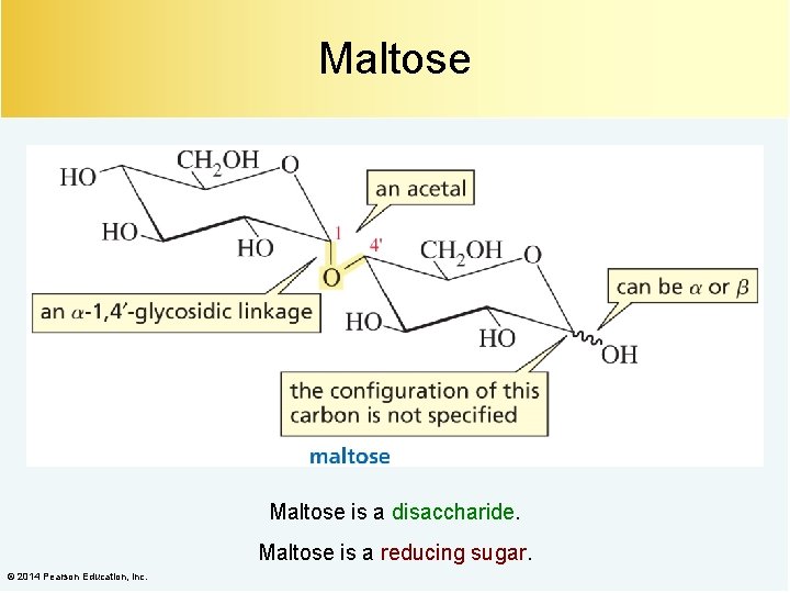 Maltose is a disaccharide. Maltose is a reducing sugar. © 2014 Pearson Education, Inc.