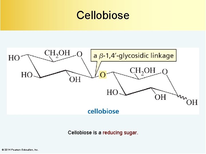 Cellobiose is a reducing sugar. © 2014 Pearson Education, Inc. 