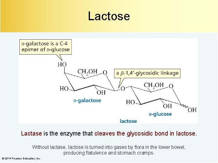 Lactose Lactase is the enzyme that cleaves the glycosidic bond in lactose. Without lactase,