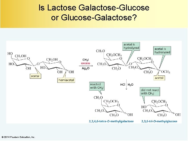 Is Lactose Galactose-Glucose or Glucose-Galactose? © 2014 Pearson Education, Inc. 