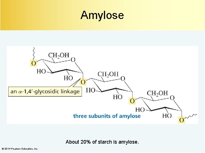 Amylose About 20% of starch is amylose. © 2014 Pearson Education, Inc. 