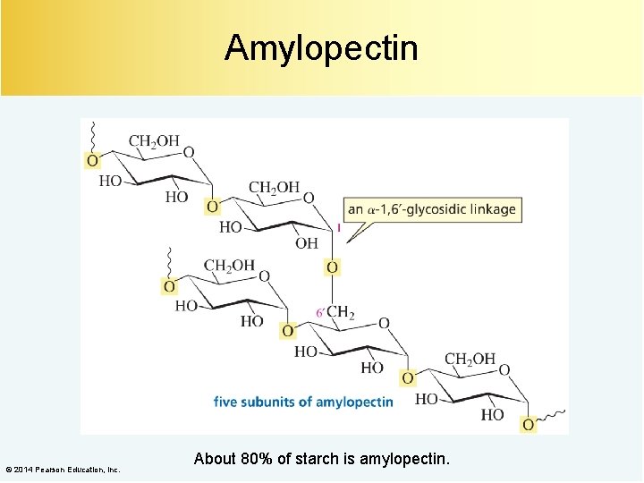 Amylopectin © 2014 Pearson Education, Inc. About 80% of starch is amylopectin. 