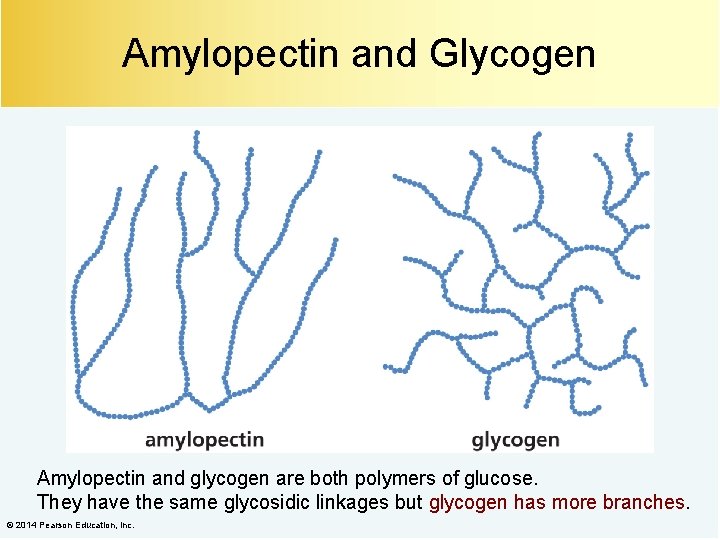 Amylopectin and Glycogen Amylopectin and glycogen are both polymers of glucose. They have the