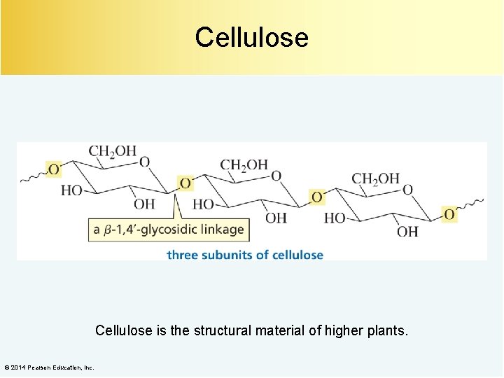 Cellulose is the structural material of higher plants. © 2014 Pearson Education, Inc. 