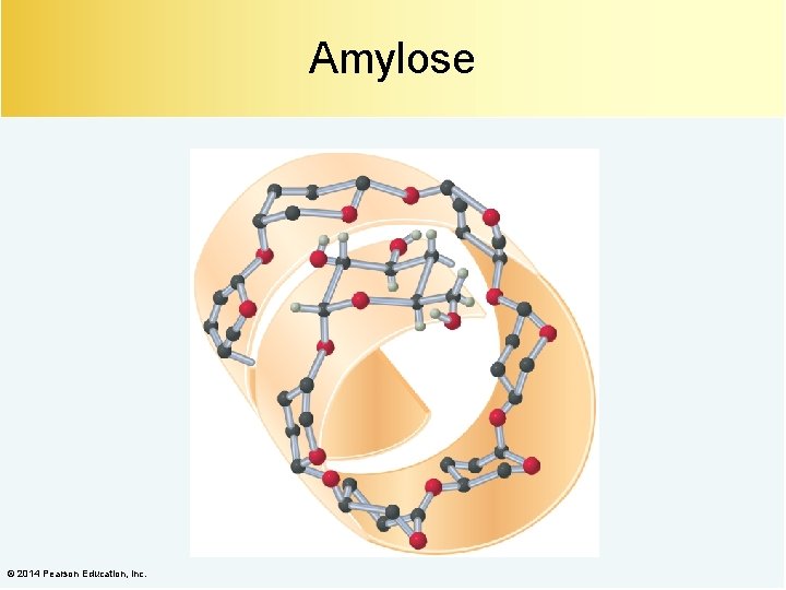 Amylose © 2014 Pearson Education, Inc. 