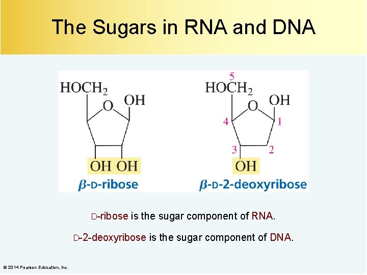 The Sugars in RNA and DNA D-ribose is the sugar component of RNA. D-2