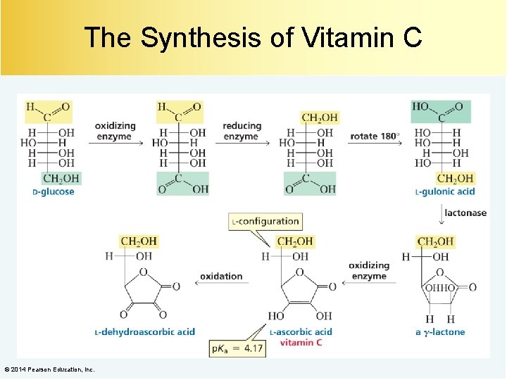 The Synthesis of Vitamin C © 2014 Pearson Education, Inc. 