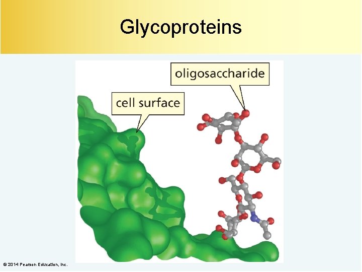 Glycoproteins © 2014 Pearson Education, Inc. 