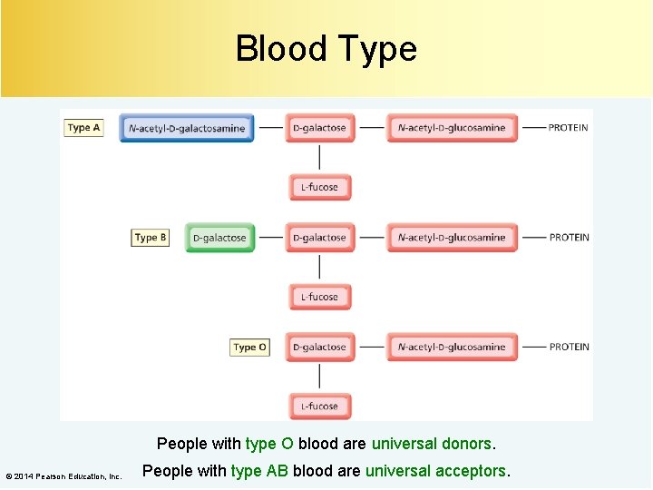 Blood Type People with type O blood are universal donors. © 2014 Pearson Education,