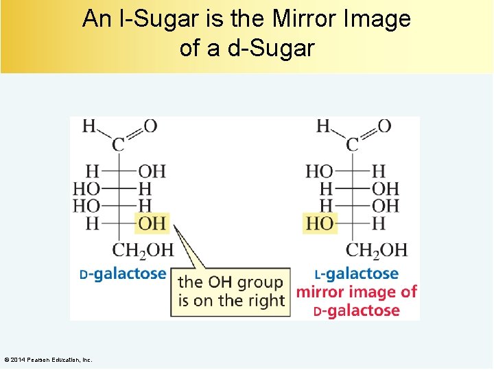 An l-Sugar is the Mirror Image of a d-Sugar © 2014 Pearson Education, Inc.