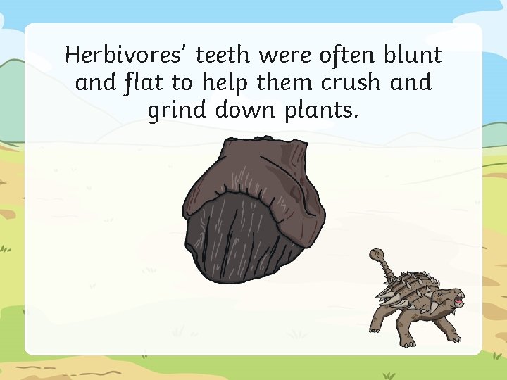 Herbivores’ teeth were often blunt and flat to help them crush and grind down