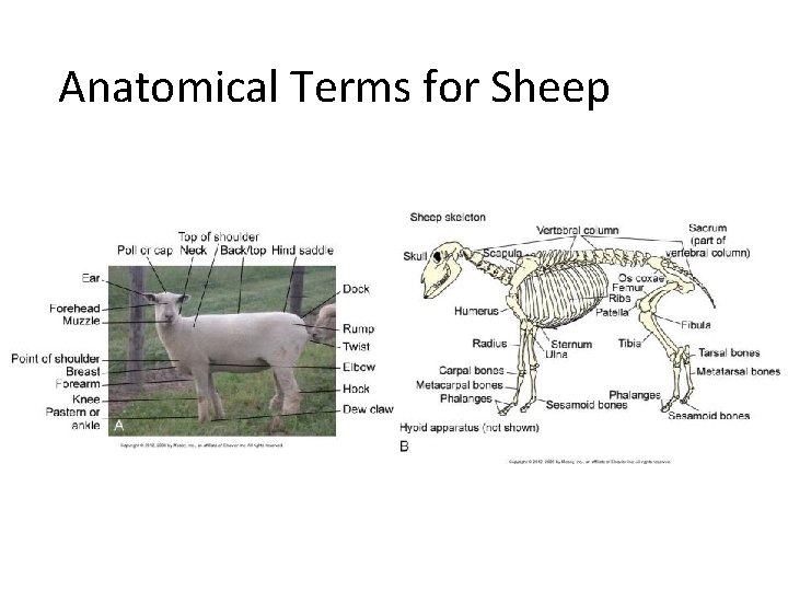 Anatomical Terms for Sheep 