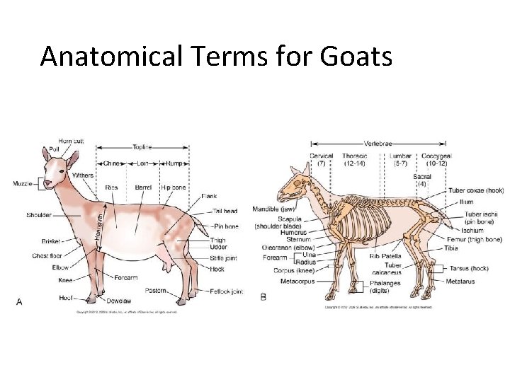 Anatomical Terms for Goats 
