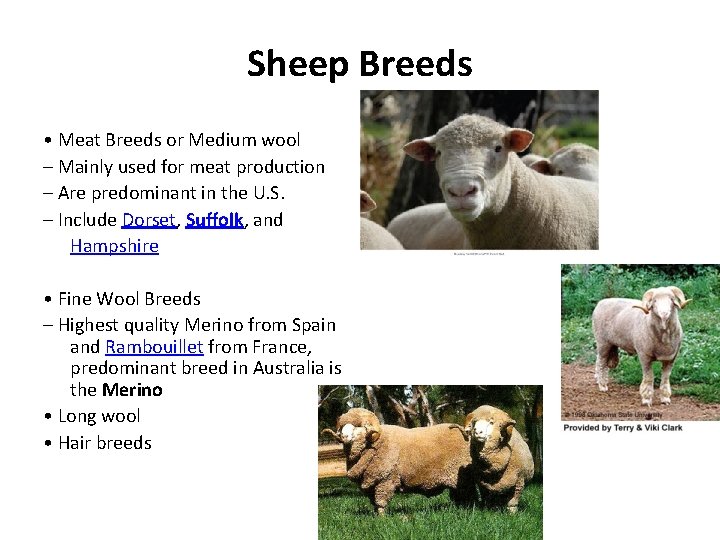 Sheep Breeds • Meat Breeds or Medium wool – Mainly used for meat production