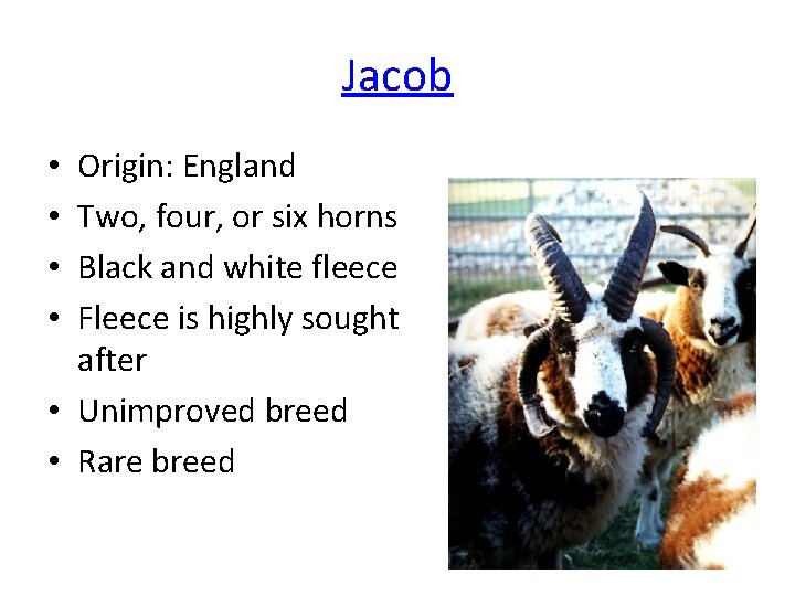 Jacob Origin: England Two, four, or six horns Black and white fleece Fleece is