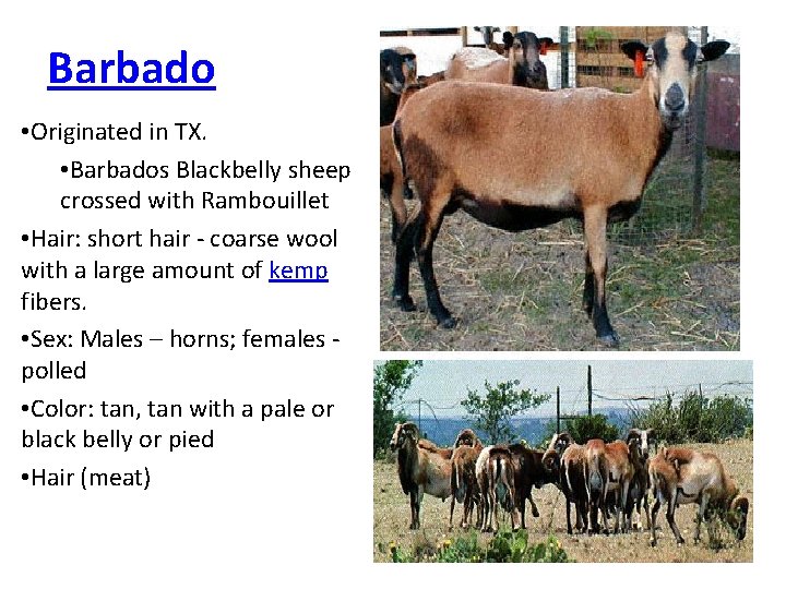 Barbado • Originated in TX. • Barbados Blackbelly sheep crossed with Rambouillet • Hair: