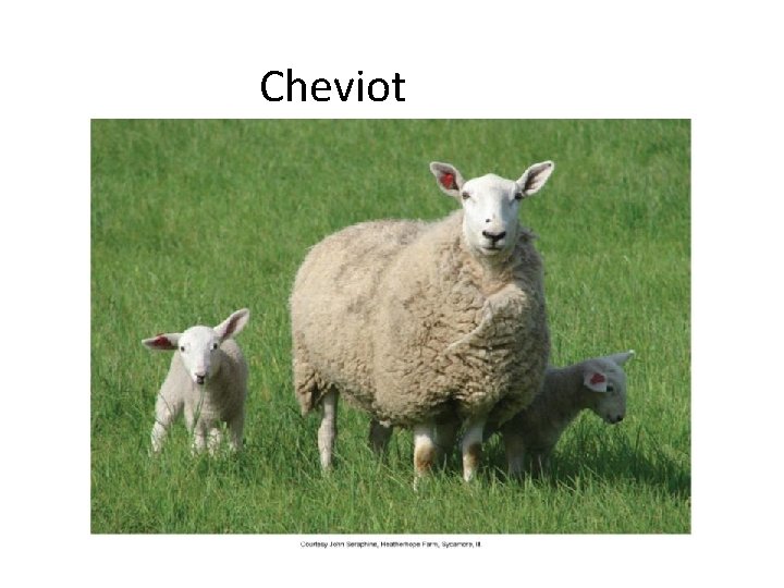 Cheviot 