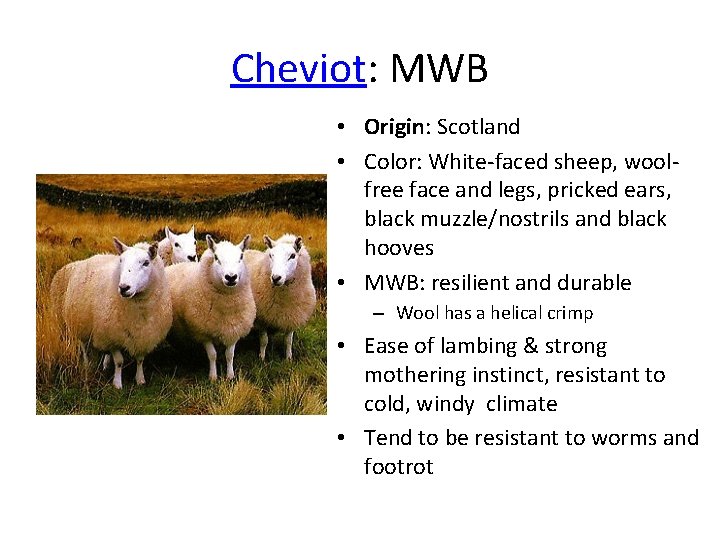 Cheviot: MWB • Origin: Scotland • Color: White-faced sheep, woolfree face and legs, pricked