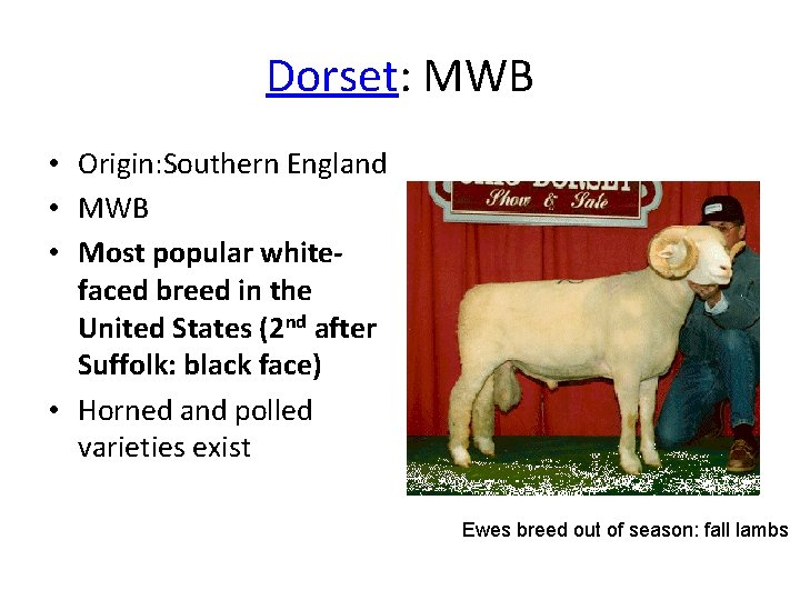 Dorset: MWB • Origin: Southern England • MWB • Most popular whitefaced breed in