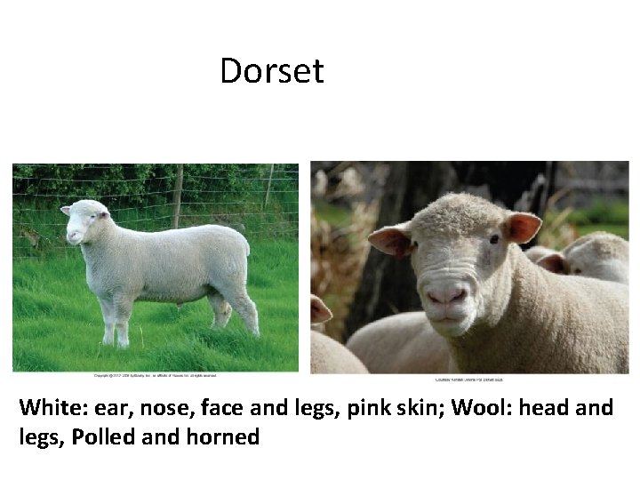 Dorset White: ear, nose, face and legs, pink skin; Wool: head and legs, Polled