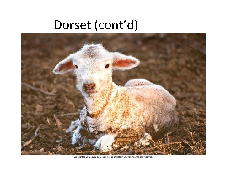 Dorset (cont’d) 