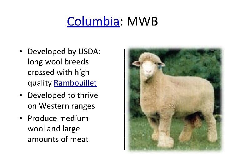 Columbia: MWB • Developed by USDA: long wool breeds crossed with high quality Rambouillet