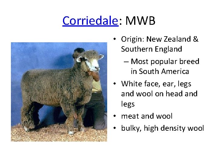 Corriedale: MWB • Origin: New Zealand & Southern England – Most popular breed in